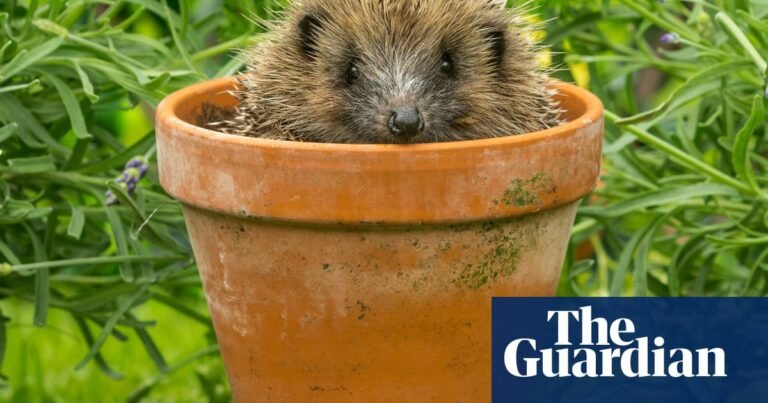 Beastly Britain by Karen R Jones review – how animals shaped British identity | Science and nature books