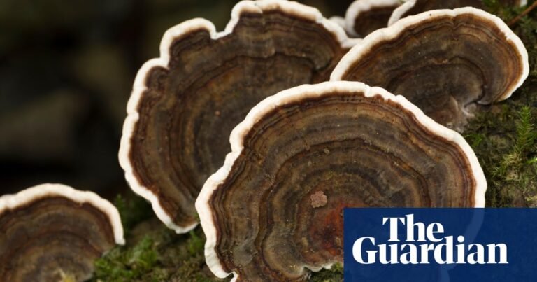 Do medicinal mushroom products actually work? – podcast | Science