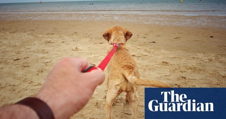 Dogs pulling on leads cause large number of hand and wrist injuries in UK, study shows | Dogs