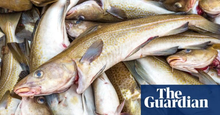 Overfishing has caused cod to halve in body size since 1990s, study finds | Fish