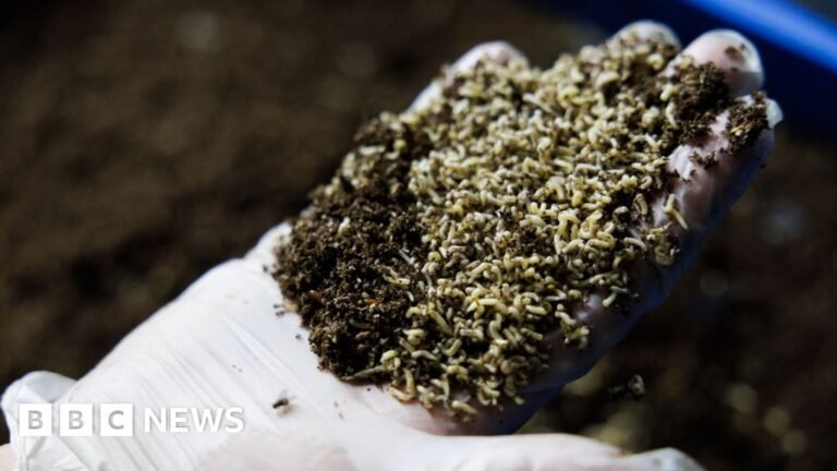 Should we be letting flies eat our food waste?