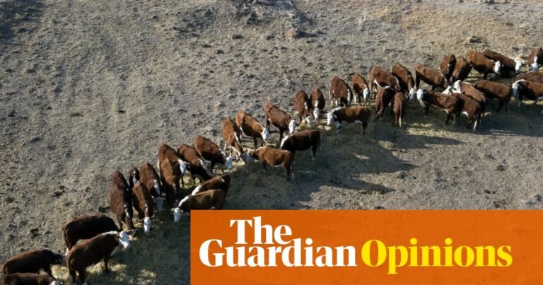 The green drought: June rainfall has come too late to offer relief to farmers in southern Australia | Andrew B Watkins, Allie Grant and Pallavi Goswami for the Conversation