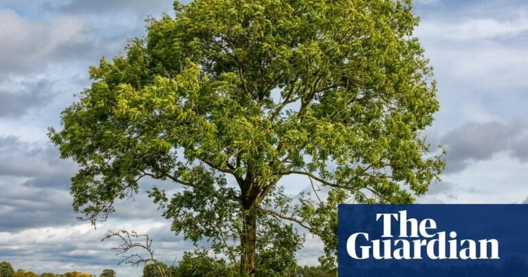 ‘New hope’: ash trees rapidly evolving resistance to dieback, study reveals | Ash dieback
