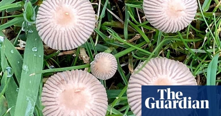 Country diary: An invasion of tiny fungi parachutists has landed overnight | Fungi