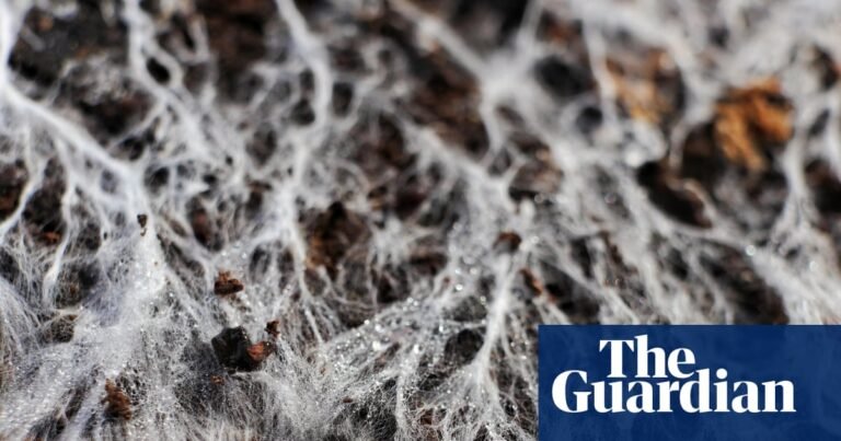 Earth’s underground network of fungi needs urgent protection, say researchers | Fungi