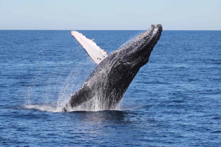 It's a Record-breaking Year at the 'Humpback Highway'—With Over 45,000 Whales Expected