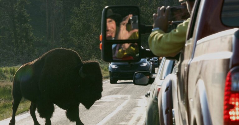 Quiz: How Much Do You Know About Wildlife Safety?