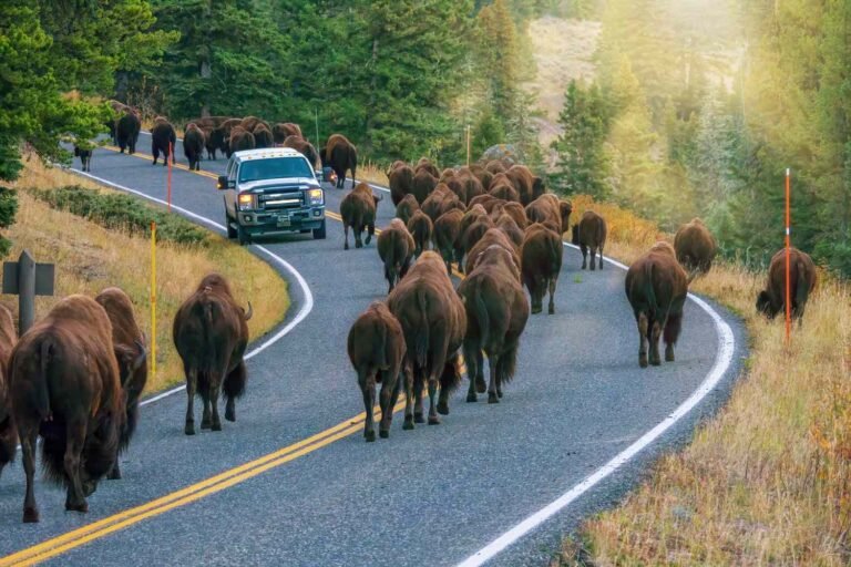 This Scenic Drive in the U.S. Is Called the 'Serengeti of North America' for Its Abundant Wildlife Sightings