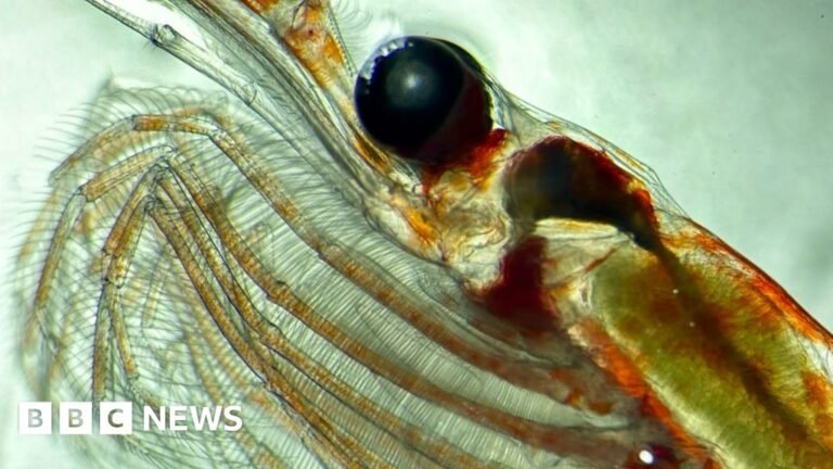 Tiny creature gorges, gets fat, and locks up planet-warming carbon