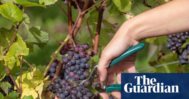 A vintage year? British growers harvest their grapes early after a dry, hot summer | Food & drink industry