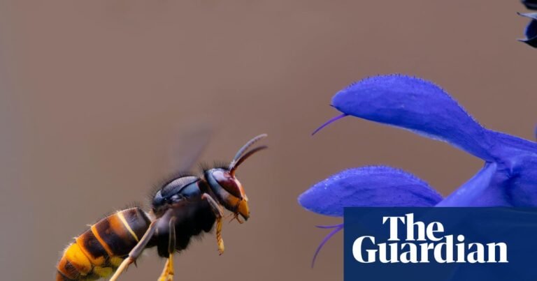 Asian hornet’s unique buzz may hold secret to containing invasive species | Invasive species