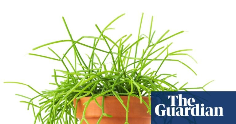 Houseplant clinic: why is my mistletoe cactus turning brown? | Life and style