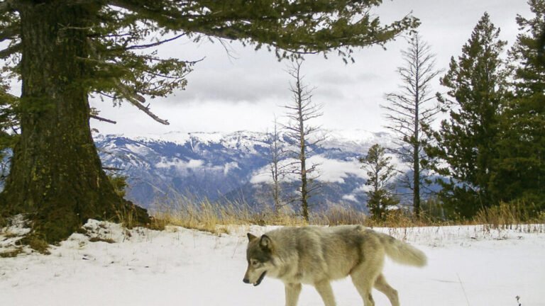 Rock music and Scarlett Johansson are helping to protect cattle from wolves