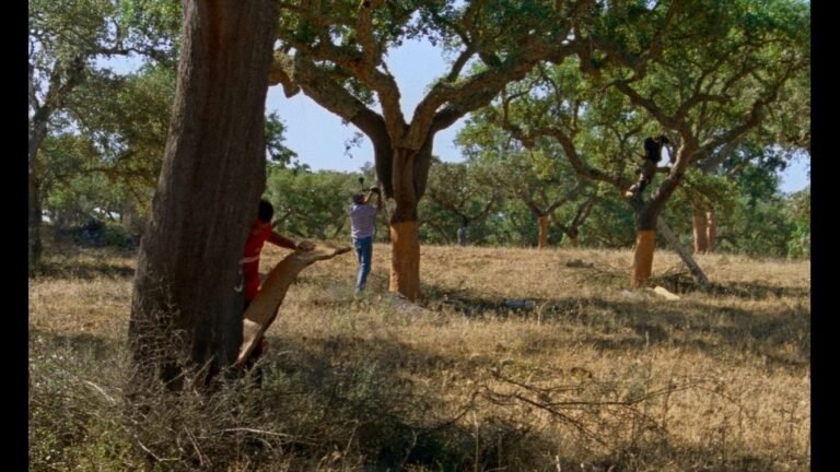 'The Seasons' film still