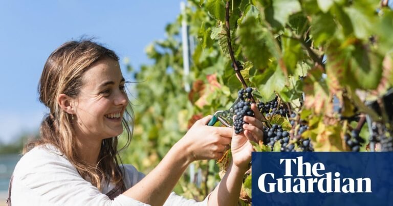 The best UK vineyards to visit this summer – and what to drink at them | Wine