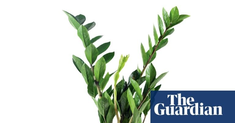 Houseplant clinic: which plants cope best in darker rooms? | Houseplants