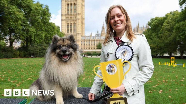 Tamworth MP's dog crowned Westminster Dog of the Year
